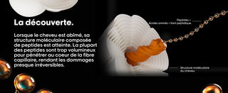 Infographie L'Oreal Professionnel expliquant la structure moleculaire du cheveu abime et le role des peptides
