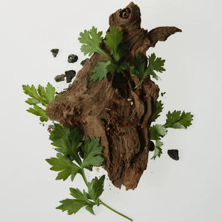 Racine de bois et feuilles d'armoise fraiche, ingredients naturels du Beauty of Joseon Matte Sun Stick